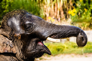Fototapeta premium Laughing Elephant 