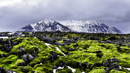 Moss field of Iceland