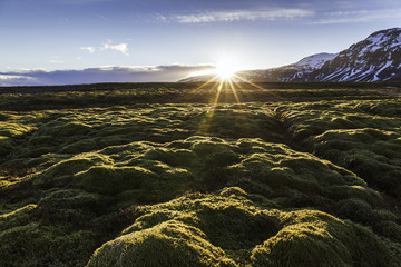 Moss field of Iceland at sunset
