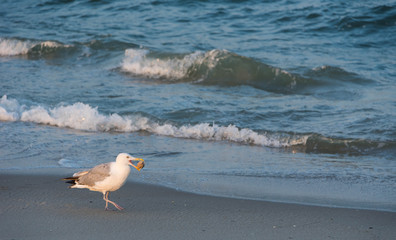 Fototapeta na wymiar Seagull with Clam Shell at the Beach