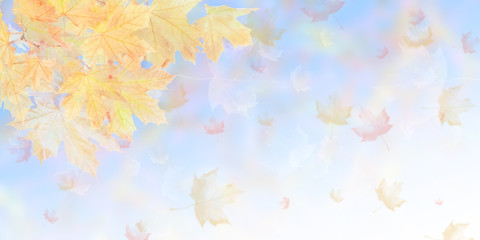 Soft autumn nature background