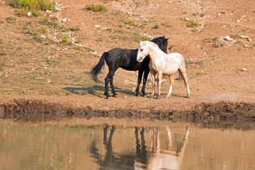 Wild Horses / Mustangs facing off before fighting in the Pryor Mountains Wild Horse Range on the state border of Wyoming and Montana United States