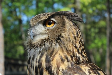 Eagle Owl