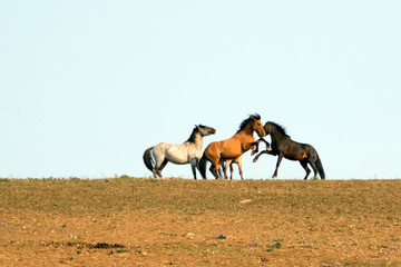 Wild Horses / Mustangs fighting in the  wild horse range in western United States