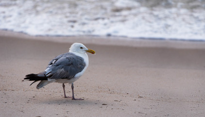 Seagull at Ocean with Wet Beak