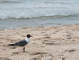 Seagull with Black Head at Beach