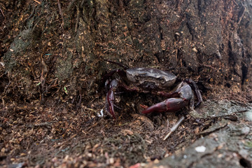 field crab