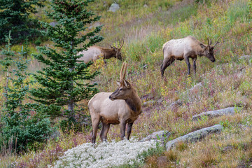 herd of elk in Rocky Mountain National Park