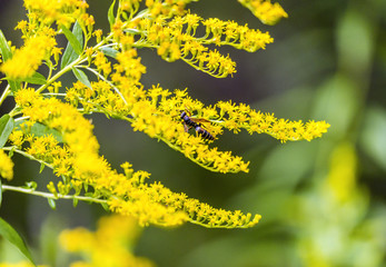 Vibrant small yellow flowers with dark striped hornet bee perched on petals