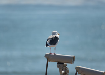 Gull camera