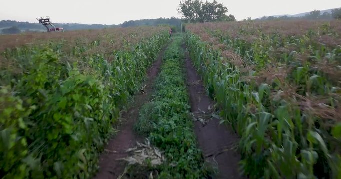 Aerial view of rows of corn stalks from the height of a corn stalk.
