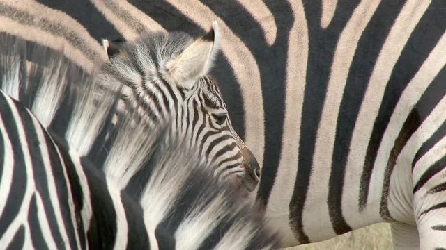 Plains Zebra (Equus quagga burchellii )  foal close-up with mare and juvenile beside