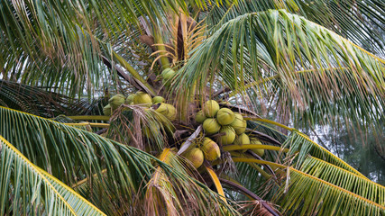 Obraz premium Group of coconut on a coconut tree.