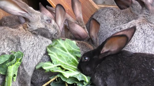 Homemade rabbits eat cabbage leaves
