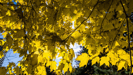 Beautiful autumn view at Hokkaido University. The university is a famous tourism spot during autumn...