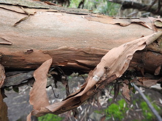 Tree fuchsia bark
