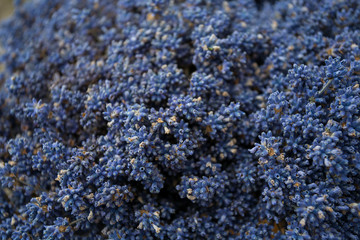 dried lavender flowers in a bucket