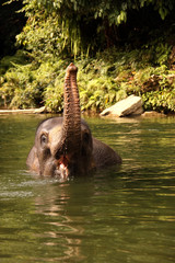 Fototapeta premium swimming Sumatran elephants Tangkahan, Sumatra, Indonesia