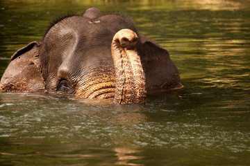 Obraz na płótnie Canvas swimming Sumatran elephants Tangkahan, Sumatra, Indonesia