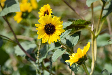 Sunflowers