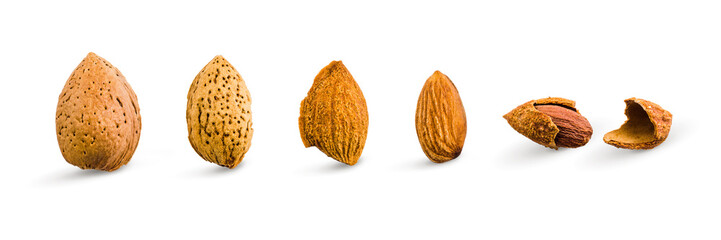 Almond isolated. Seamless pattern with almond. Almond on the white background. Nuts on white background. Collection. Clipping path included. Full depth of field.