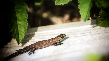 little lizard 