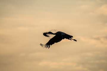 Fototapeta premium Wildlife photo of flying stork in summer morning, Marchegg, Austria