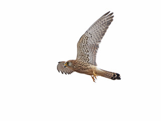 Lesser kestrel (Falco naumanni)