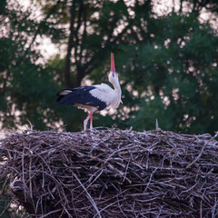 Fototapeta premium Wildlife photo of stork and life in colony, Marchegg, Austria