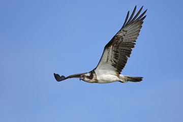 Fototapeta premium Osprey (Pandion haliaetus)