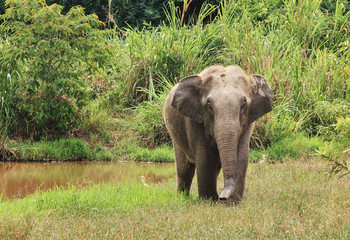 Wild Asian elephant is standing near the pool. Wild elephant at Kui Buri National Park, Thailand.