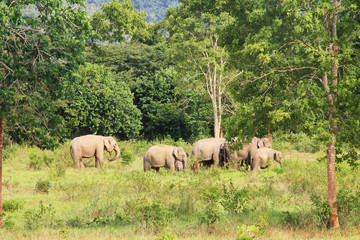 Asian elephant family in the wild. Cluster of asian elephants at Kui Buri National Park, Thailand.