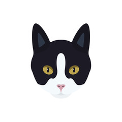 Portrait of a black and white cat with a pink nose.