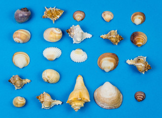 Shells on Blue