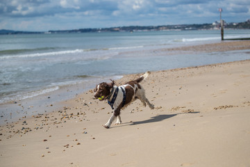 Running spaniel on dorset beach