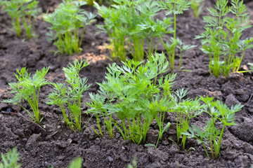 Young shoots of carrots