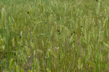Green beetles on the steppe grass