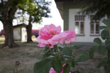 Rose and House
