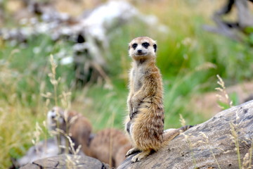 Meercat