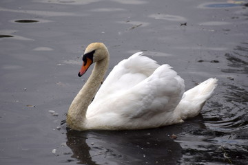 Swan