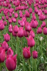 Crimea, Nikitsky botanical garden, tulips