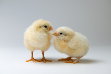 little chicks in front of bright background