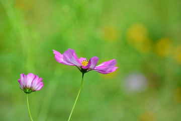 Beautifully blooming cosmos flowers in autumn.