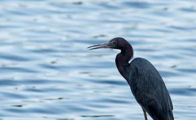 Black Heron on lake - closeup