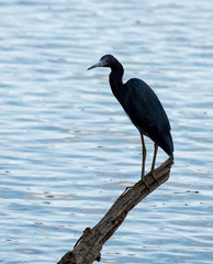 Black heron on driftwood at lake