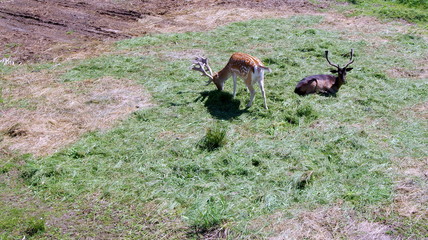 Dwa odpoczywające Renifery w zagrodzie Świętego Mikołaja © Konrad_elx
