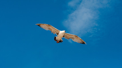 Bird in the sky