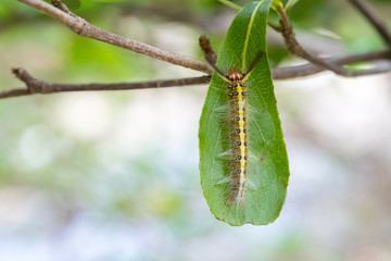 hairy caterpillar