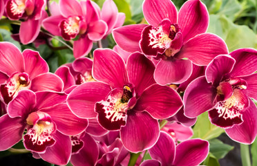 Red, pink and white orchid flower blossoms against green foliage
