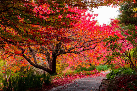 Autumn fall leaves on trees beside pathway at Mt Tomah botanical gardens, Blue Mountains, Australia